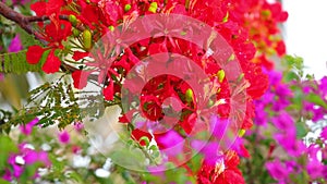 Flame Tree Vibrant Red Flowers HD Stock Footage