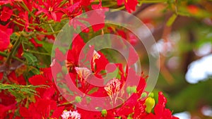 Flame Tree Vibrant Red Flowers HD Stock Footage