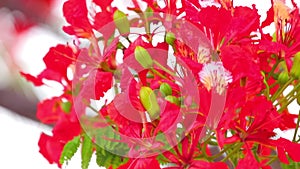 Flame Trees Vibrant Red Flowers HD Stock Footage