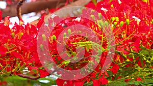 Flame Trees Vibrant Red Flowers HD Stock Footage