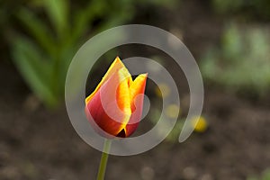 Flame tulip photo