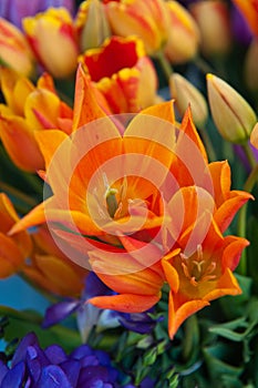 Flame Tulips