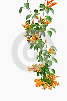 Flame vine Pyrostegia venusta or orange trumpet vine with gree photo