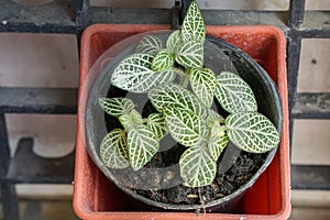 Flame violet strawberry patch in pot to decorate home garden