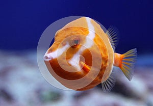 Flame or White Barred boxfish & x28;Anoplocapros lenticularis& x29;