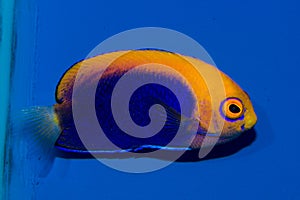 Flameback Angelfish Centropyge aurantonotus photo