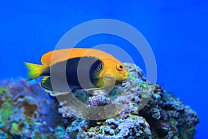 Flameback angelfish