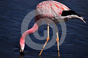 Flamenco Andino, Flamingo of Andes, San Pedro de Atacama photo