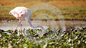 Flamenco rosa salvaje en Kenia photo