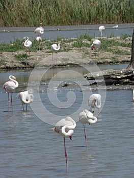 Flamenco's flamingo's