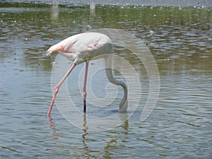 Flamenco's flamingo's