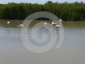 Flamenco's flamingo's