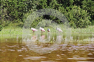 Flamencos en Celestun Quintana Roo en agua roja photo