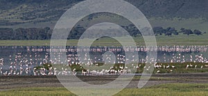 Flamingos in the Ngorongoro Crater photo