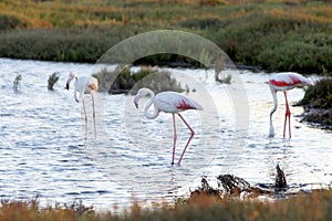 Flamencos en el Parque Natural del Delta del Ebro, Catalunya. photo