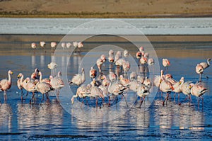 Flamencos in Sur Lipez, Bolivia