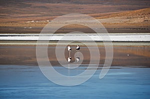 Flamencos in Sur Lipez, Bolivia