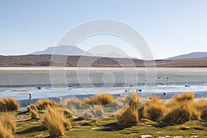 Flamencos in Sur Lipez, Bolivia. South of Bolivia