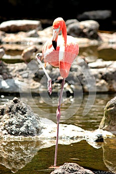 Flamengo bird