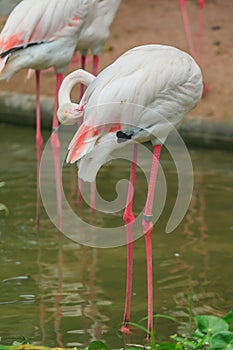 Flamengos bird wild life photo