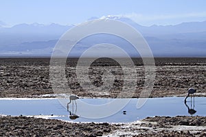 Flamengos in flamenco reserve in Salar de Atacama photo