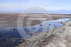 Flamengos in flamenco reserve in Salar de Atacama photo