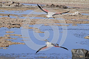 Flamengos in flamenco reserve in Salar de Atacama photo