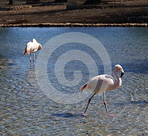 Flamengos in a lake photo