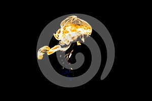 Flames of fire on dark background