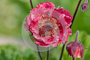 Flames of passion geum flower