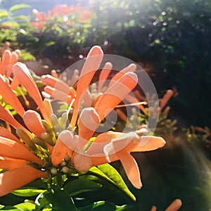 An Orange trumpetvine with backlit close up. Square photo image.