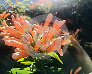 An Orange trumpetvine with backlit Halo. photo