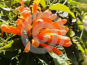 Flamevine, a species of Pyrostegia. photo