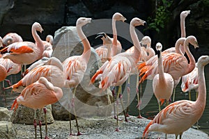 Flamimgos in a colonie -  gracile and elegant bodylanguage and  colourfulness , one of the most beautiful birds