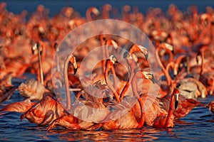 Flaminfos, Mexico wildlife. Flock of bird in the river sea water, with dark blue sky with clouds. American flamingo,