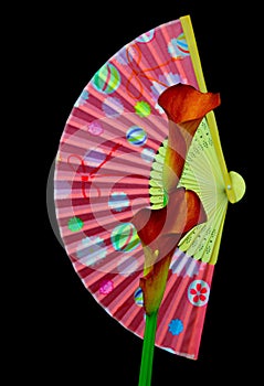 Flaming calla lillies with a colorful folding fan on black background