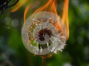 Flaming dandelion