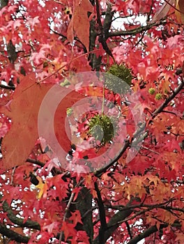 Flaming fall foliage of Sweetgum and seed pods photo