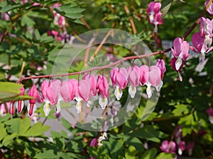 Flaming heart, Lamprocapnos spectabilis, watery heart, detailed view of the popular ornamental plant with red - white flowers,
