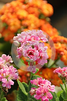 Flaming Katy Flower - Kalanchoe Blossfeldiana