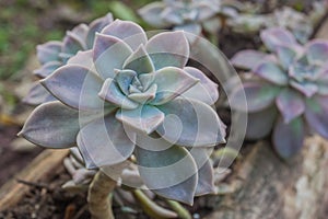 Flaming Katy (Kalanchoe blossfeldiana).