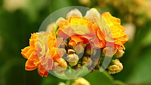 Flaming Katy Panda Plant Flowers With Raindrops Falling