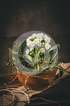 Flaming Katy plant (kalanchoe blossfeldiana) in a stoneware mug on a rustic wooden table