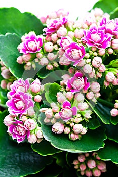 Flaming Katy plant on white background