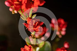 Flaming Katy Red Flower