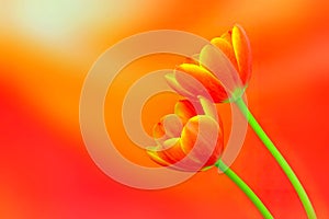 Flaming orange tulips with yellow edges on abstract red orange background