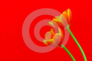 Flaming orange tulips with yellow edges on bright red background