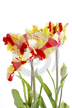 Flaming Parrot Tulip Flowers.