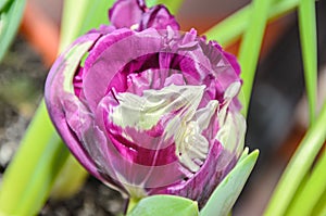 Flaming parrot tulip violet and white flower, close up