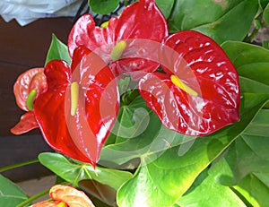 Flaming plant close up in Taiwan